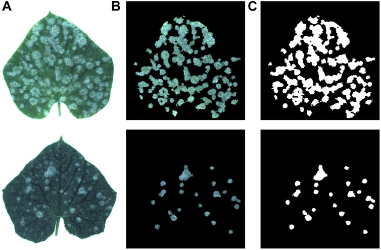 FIGURE 2