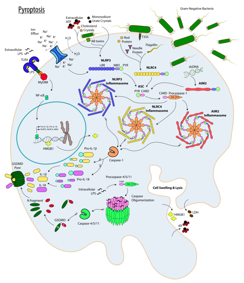 Figure 2