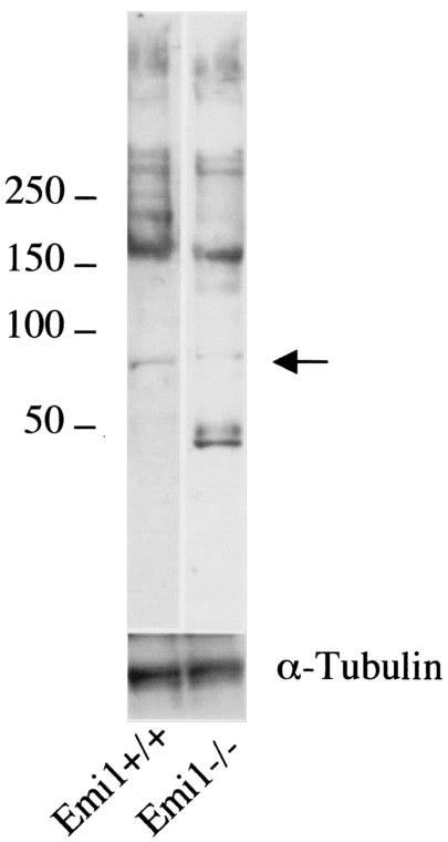 FIG. 9.