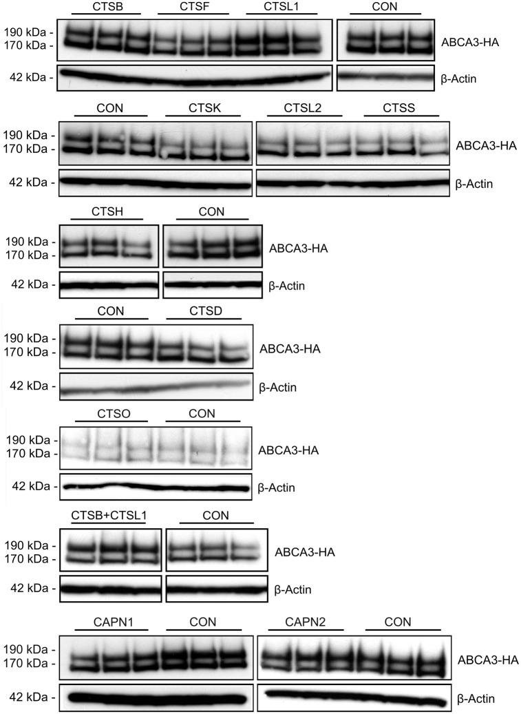 Fig 5