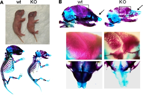 FIGURE 4.