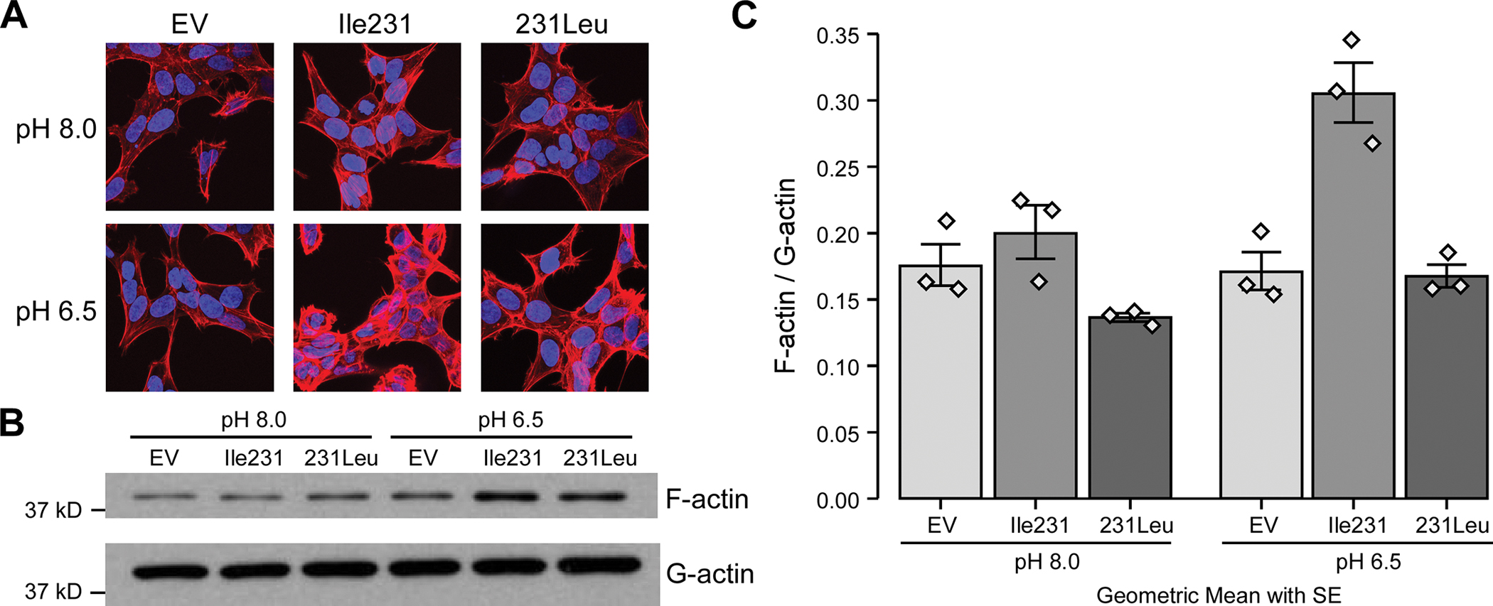 Figure 2 -