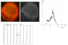 Figure 21