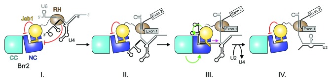 graphic file with name rna-11-298-g3.jpg