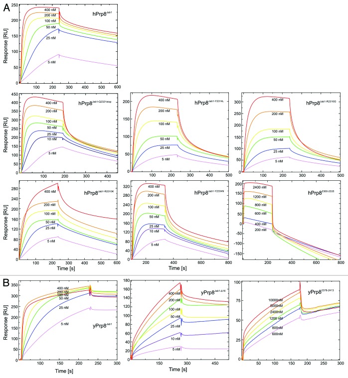 graphic file with name rna-11-298-g4.jpg