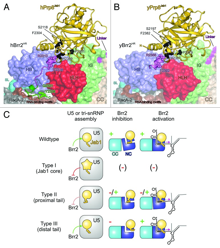 graphic file with name rna-11-298-g5.jpg