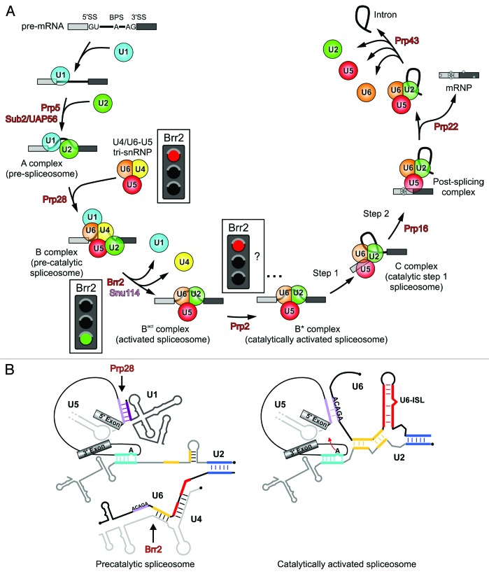 graphic file with name rna-11-298-g1.jpg