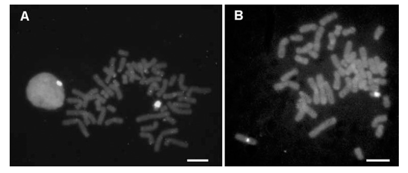 Fig. (1)