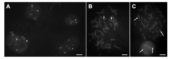 Fig. (4)