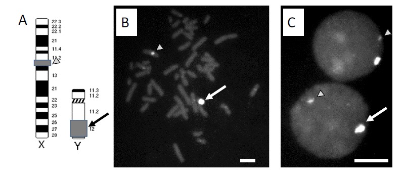 Fig. (2)