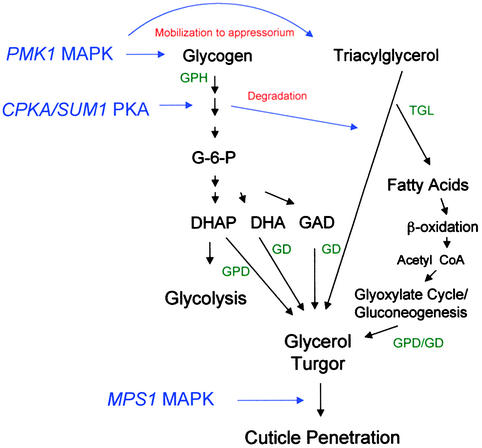 Figure 10.