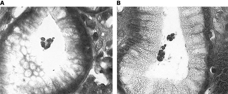 graphic file with name 00246.f2.jpg