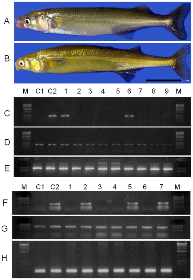 Figure 9