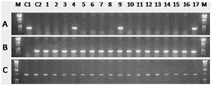 Figure 6