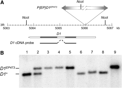 Figure 2.—