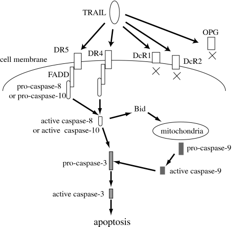 Fig. 2