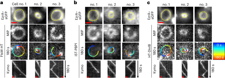 Fig. 2