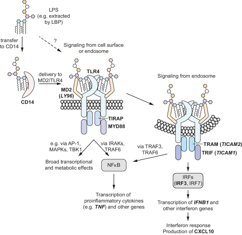 Figure 1—figure supplement 4.