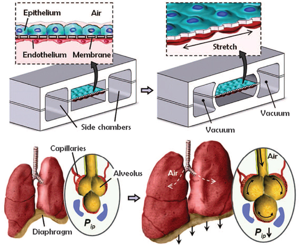 Figure 13