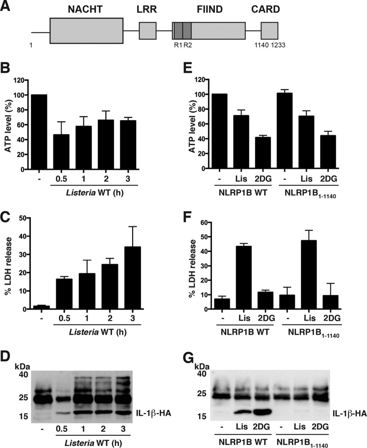 FIG 1