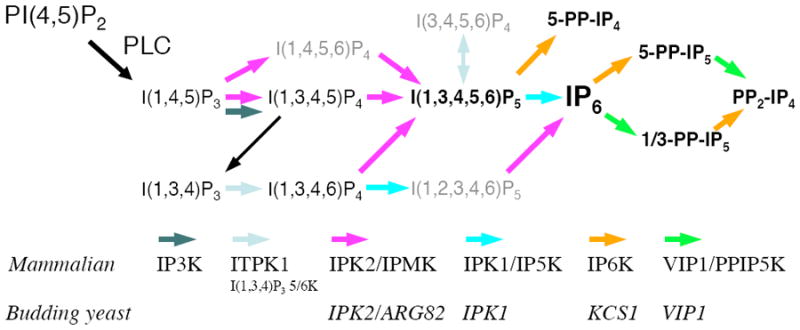 FIGURE 1