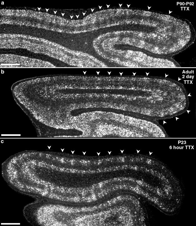 Fig. 9.