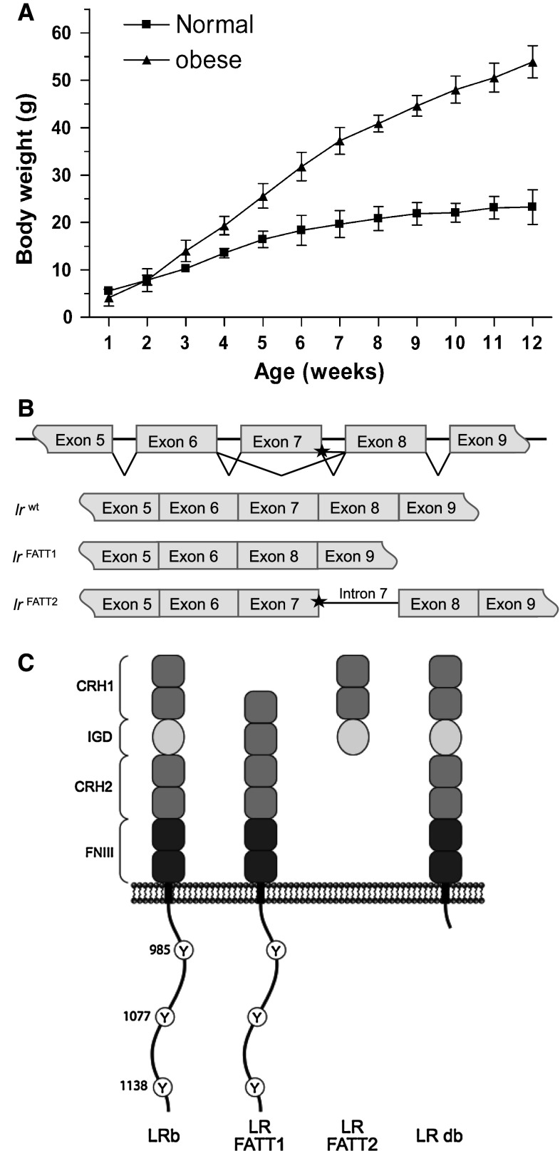 Fig. 1