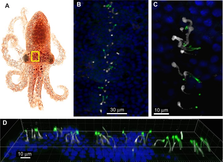 Fig. 4.