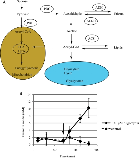 Fig. 2