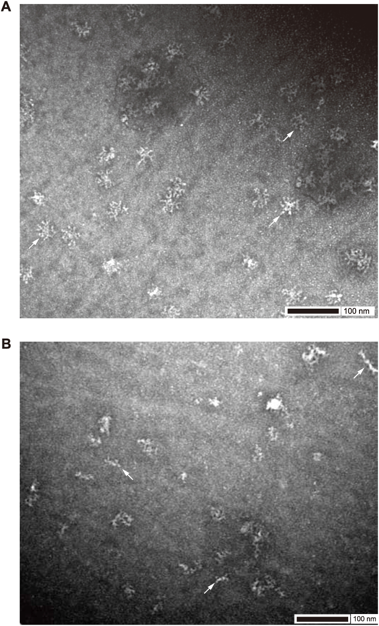 Fig. 5