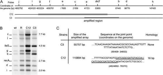 Figure 3.—