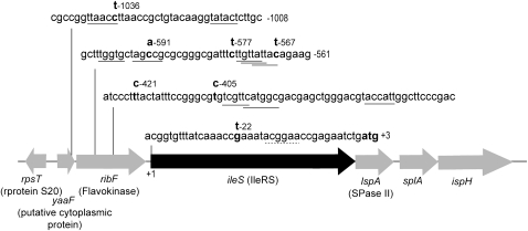 Figure 2.—