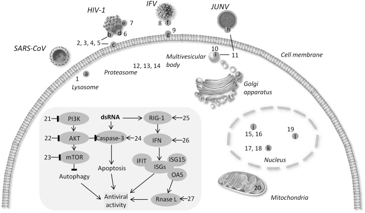 FIGURE 1