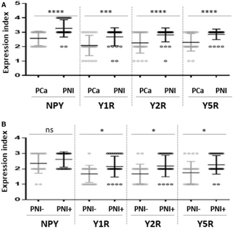 Neuropeptide Y and its receptors in prostate cancer: associations with ...