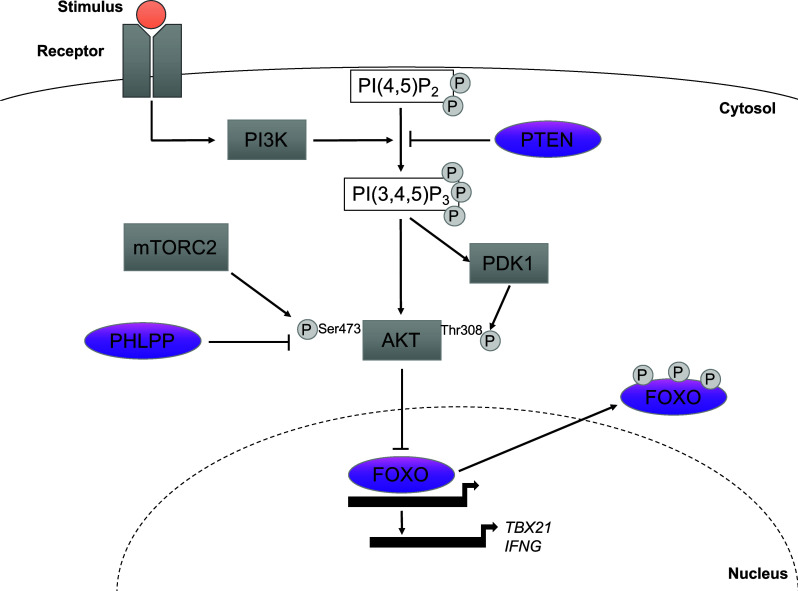 Fig. 2