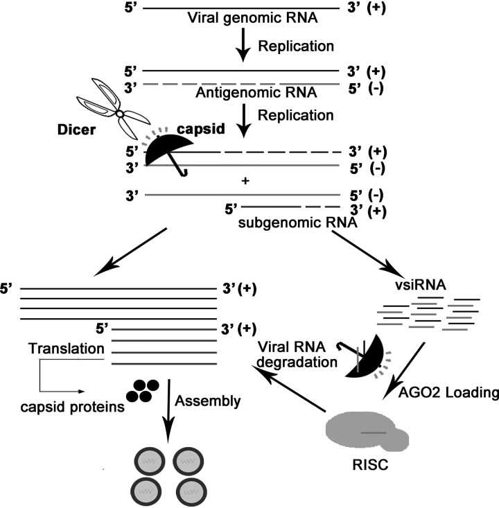 FIG 8