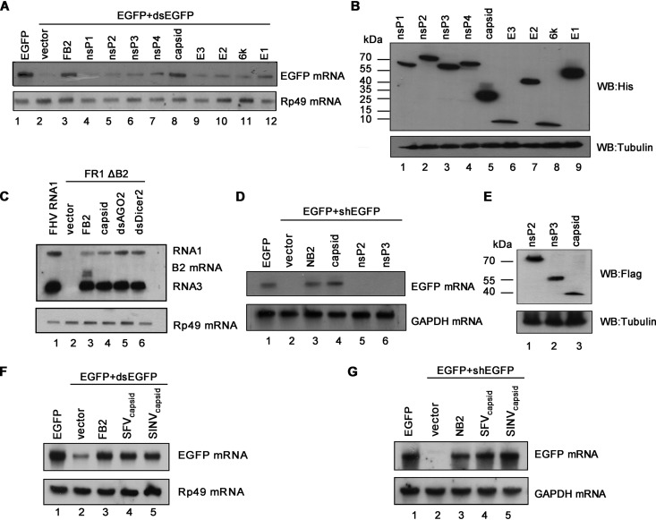 FIG 1