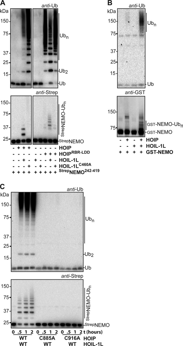 FIGURE 4.