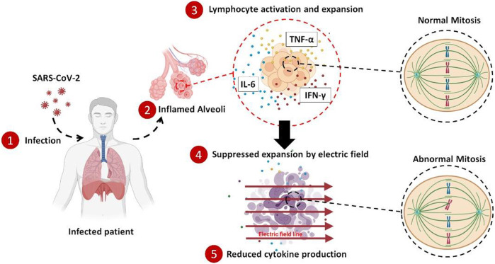 graphic file with name FBIOE_fbioe-2022-850571_wc_abs.jpg