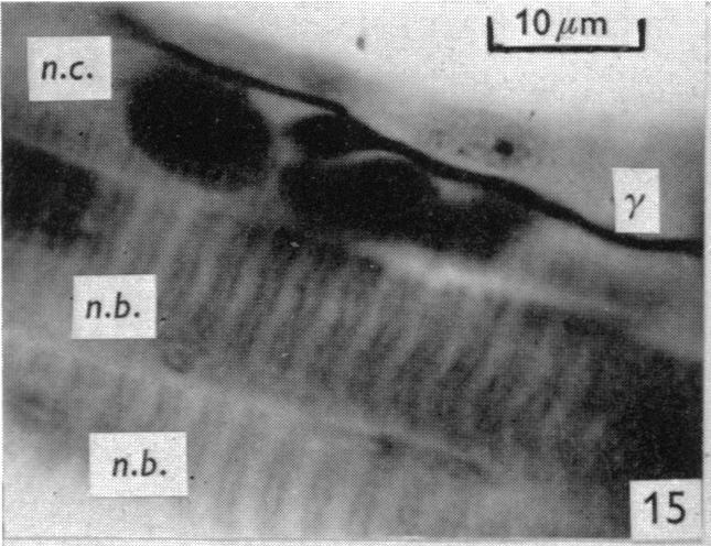 Fig. 15