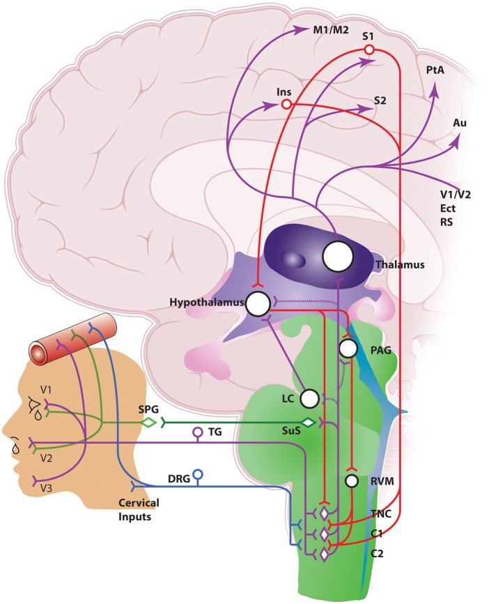 Figure 1.