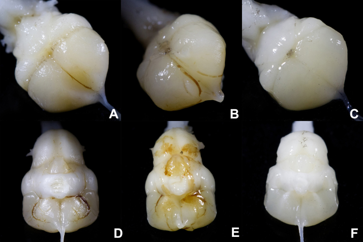 Fig. 5