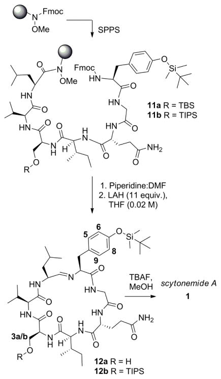 Scheme 3