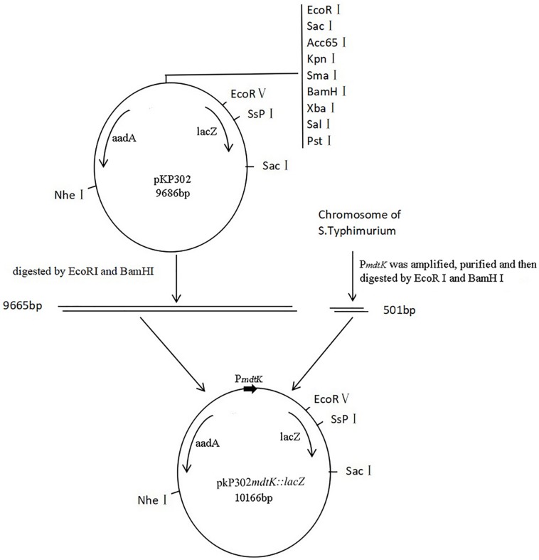 FIGURE 1