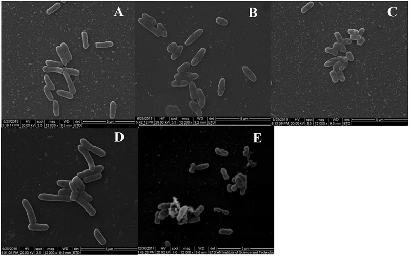 FIGURE 4