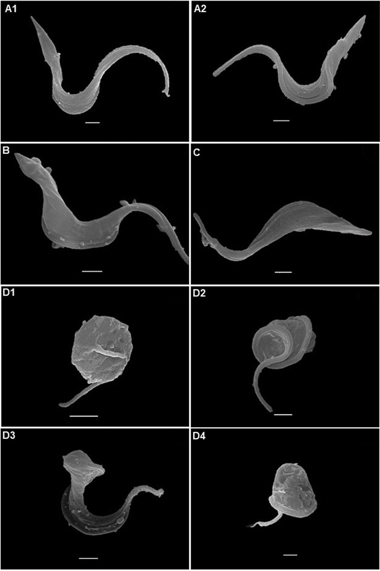 FIG 2