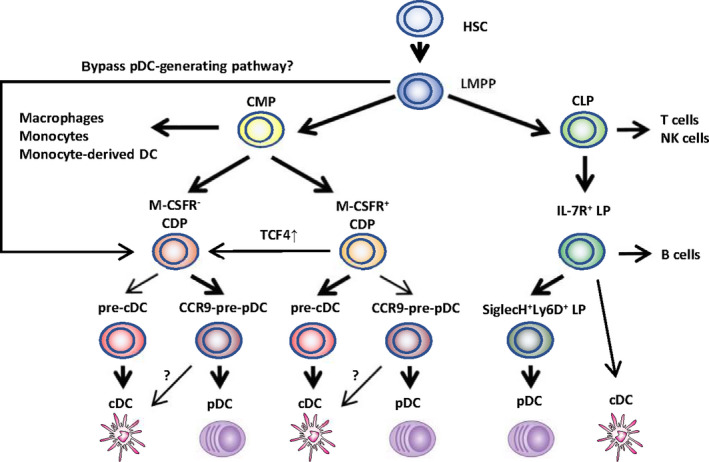 Plasmacytoid Dendritic Cell Biology And Its Role In Immune‐mediated Diseases Pmc 4932