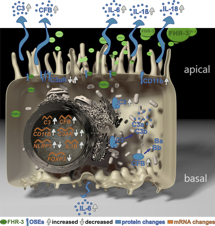 Graphical Abstract