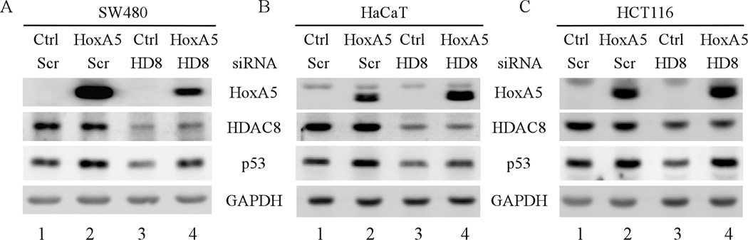 Fig. 8