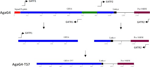 FIGURE 1.